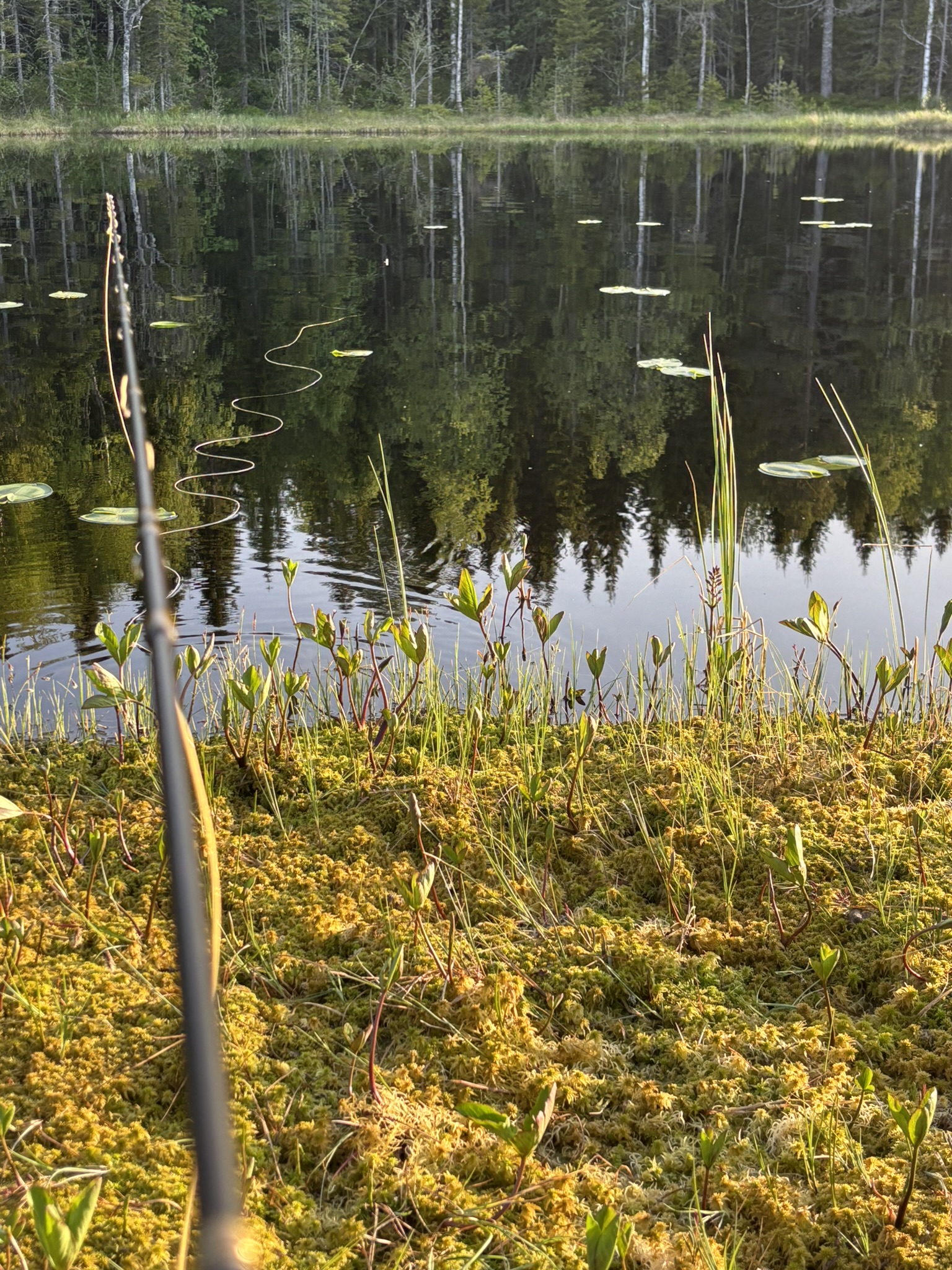 Nylandssjön
